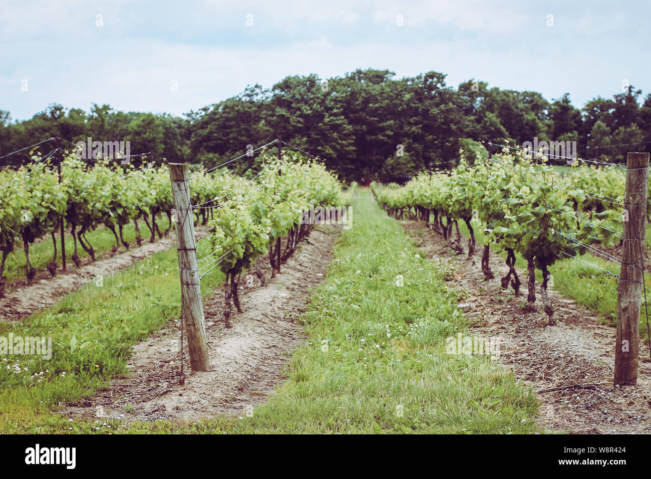 Un voyage d'un vignoble dans la région de Niagara-on-the-Lake en été, de l'Ontario, Canada, vin Banque D'Images