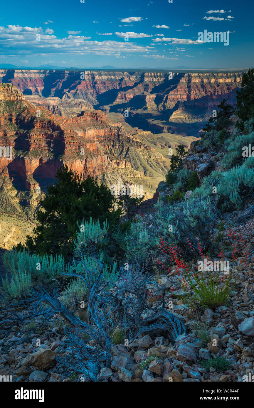 Point Sublime sur le bord nord du Parc National du Grand Canyon en Arizona, United States Banque D'Images