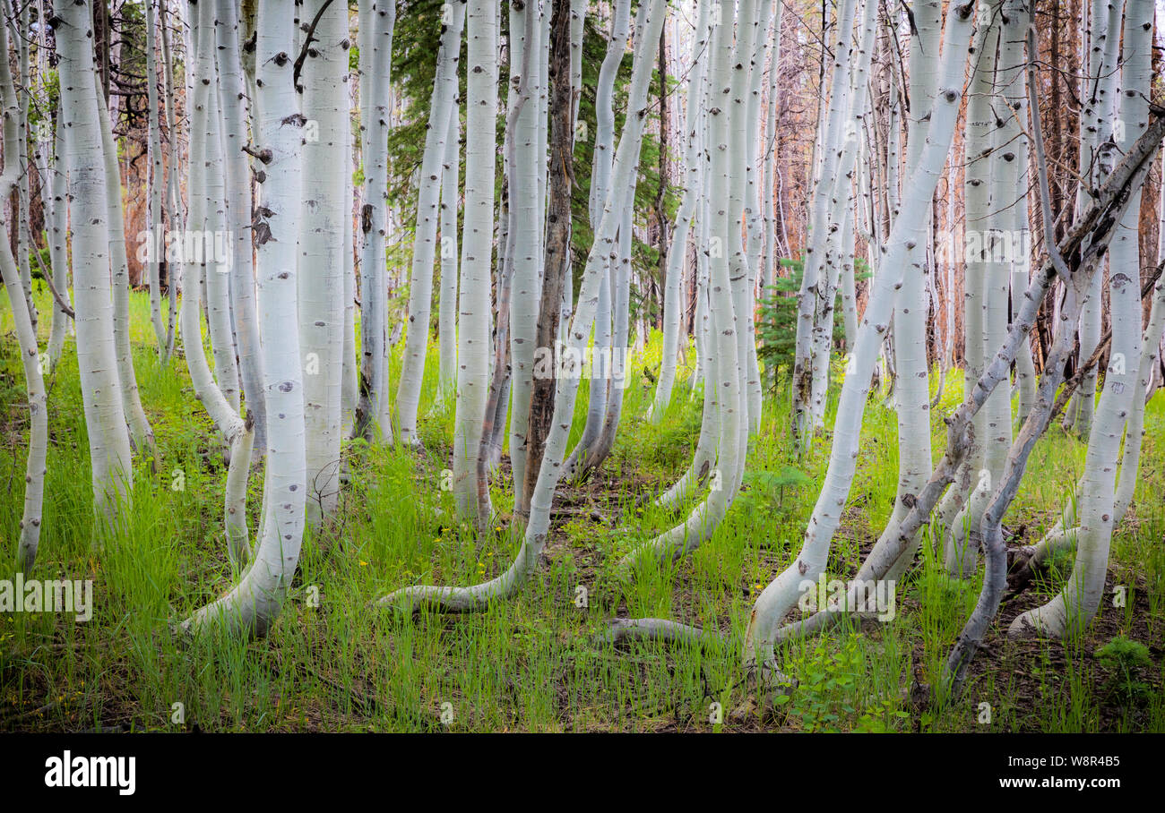 Les bouleaux sur le bord nord du Parc National du Grand Canyon en Arizona Banque D'Images