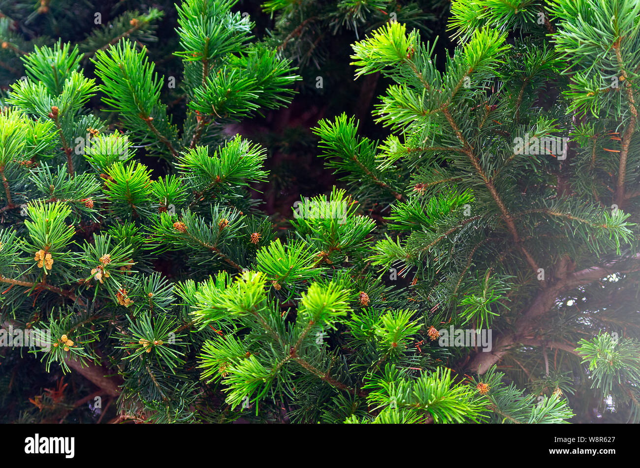 Des conseils d'un vert vif de Spruce Branches d'arbre. Arrière-plan de saison d'arbre de Noël. Banque D'Images