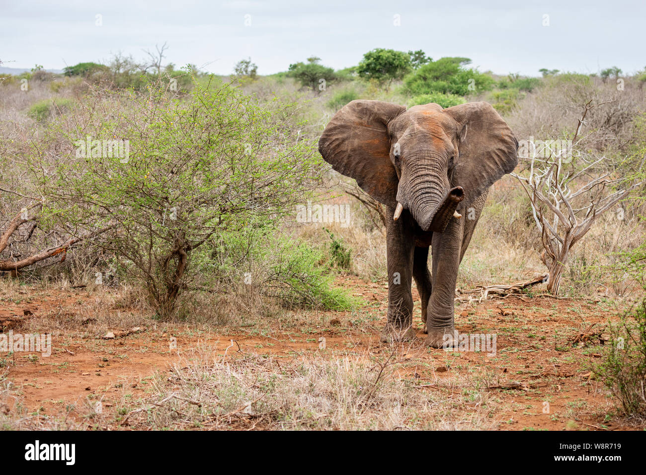 Un éléphant dans le parc national Kruger, Afrique du Sud Banque D'Images