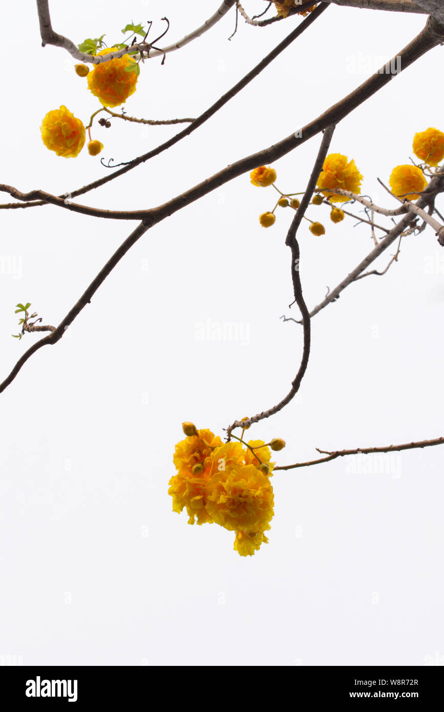 Les branches d'arbres sans feuilles sur fond lumineux. Silhouette de brindilles et de feuilles sur un arbre. Fleurs jaune vif Tabebuia fleurit. Banque D'Images