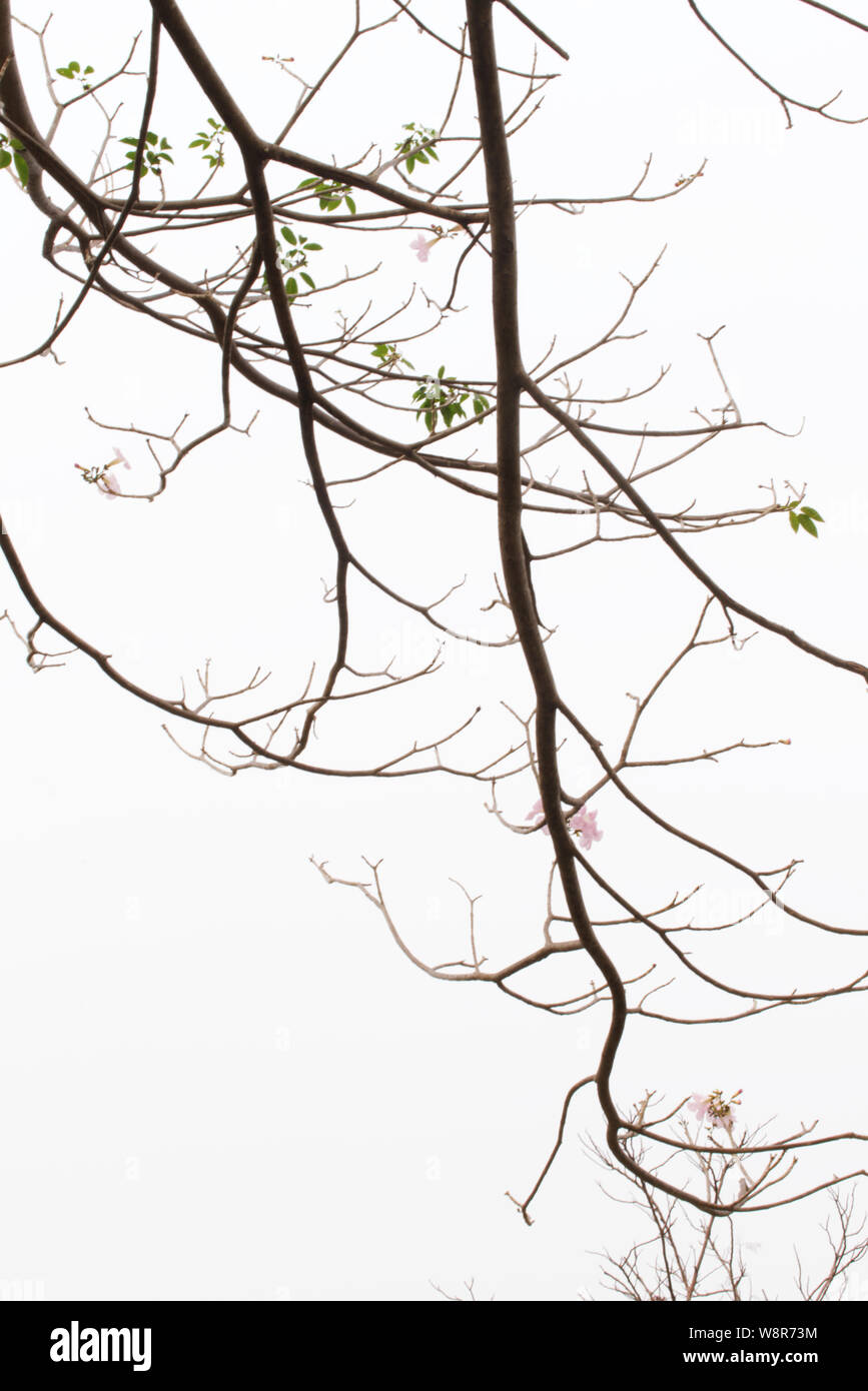 Les branches d'arbres sans feuilles sur fond lumineux. Silhouette de brindilles et de feuilles sur un arbre. Banque D'Images