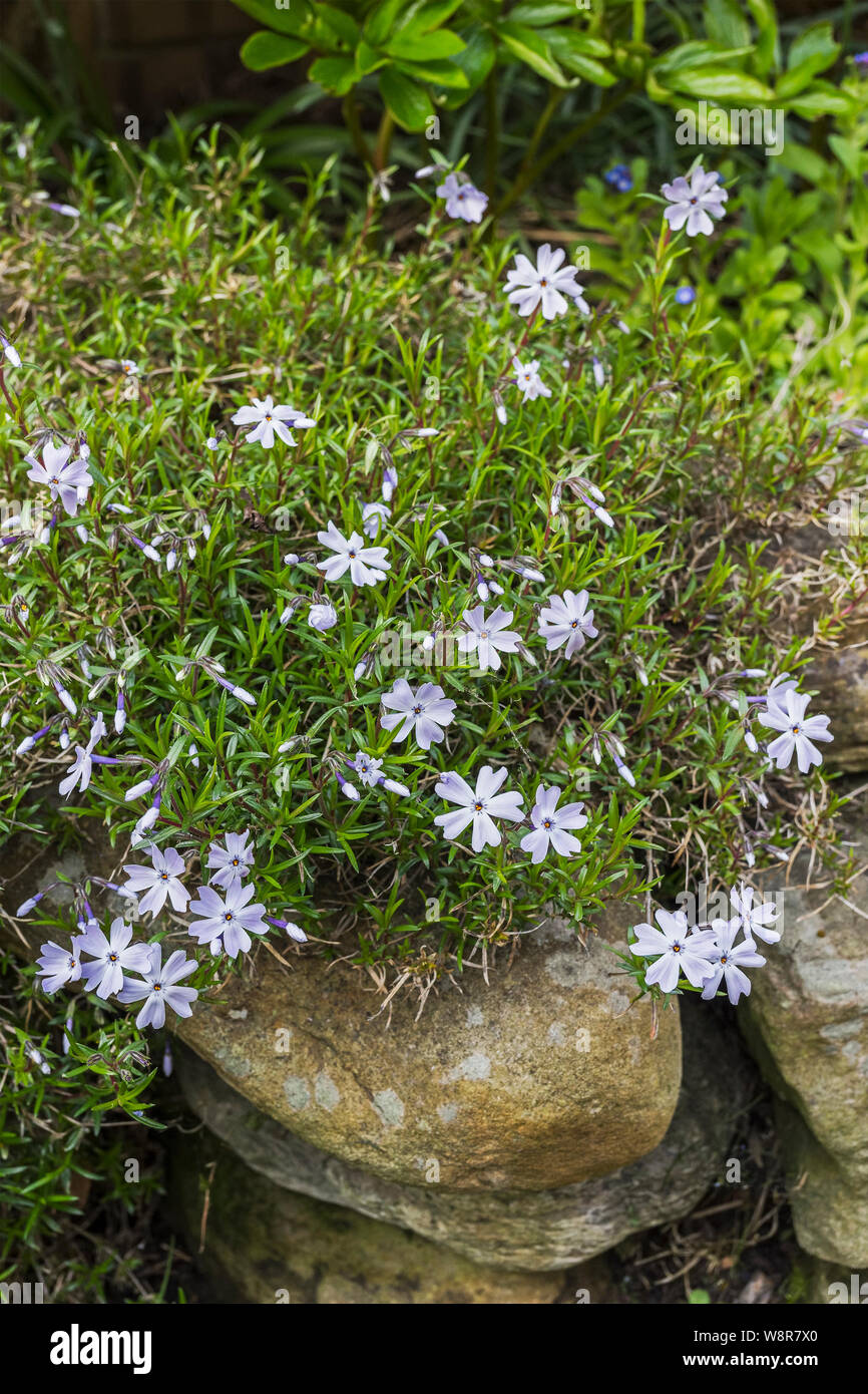 Moss Phlox ou creeping Phlox Banque D'Images