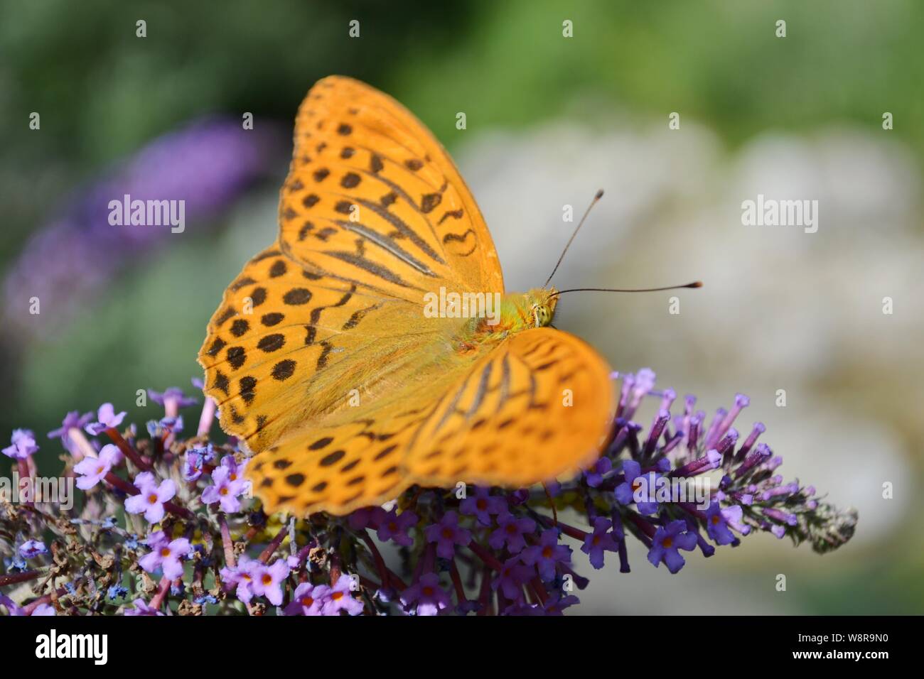 Fritillary Argynnis paphia papillons buddleja se nourrissant de fleurs dans la forêt. Banque D'Images