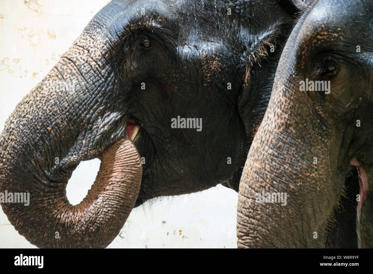 Jérusalem, Israël. 11 août, 2019. Les éléphants d'Asie subissent leur routine du matin qui comprend le bain, l'hygiène personnelle et d'une inspection générale de la santé du Zoo Biblique de Jérusalem. L'éléphant du monde, marqué 12 Août, créé par cinéaste canadienne Patricia Sims et Thaïlande's Elephant Reintroduction Foundation, a été célébrée pour la première fois le 12 août 2012 pour attirer l'attention sur le sort d'urgence de l'Asie et des éléphants d'Afrique. Escalade de la perte d'habitat, le braconnage des éléphants, les conflits et les mauvais traitements en captivité sont certaines des menaces qui pèsent sur les éléphants. Credit : Alon Nir/Alamy Live News. Banque D'Images