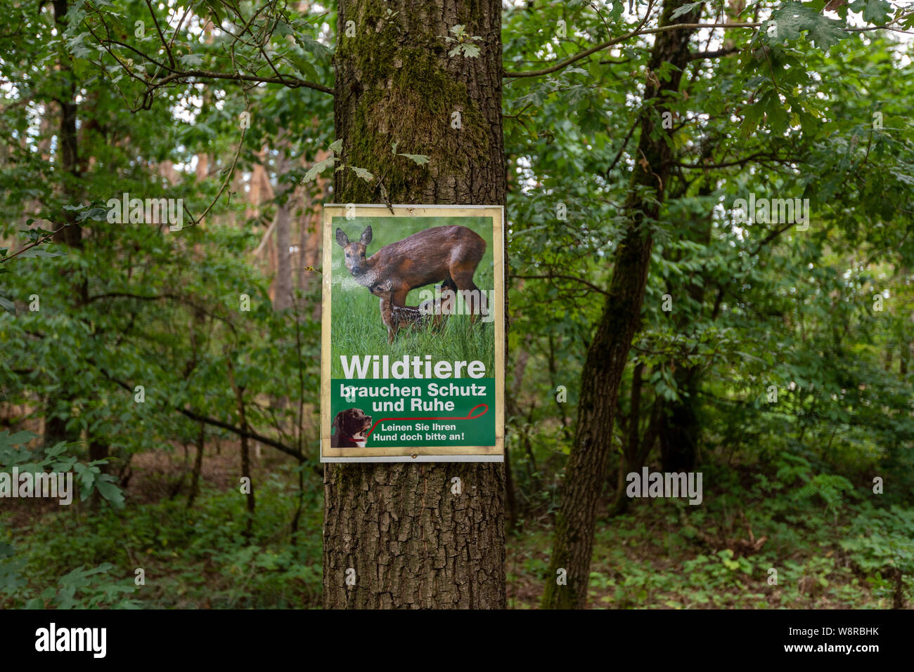 Moehrendorf, Allemagne - le 9 août 2019 : vue d'un panneau avec l'inscription 'Les animaux sauvages ont besoin de protection et de paix. Vos chiens sans laisse." Banque D'Images