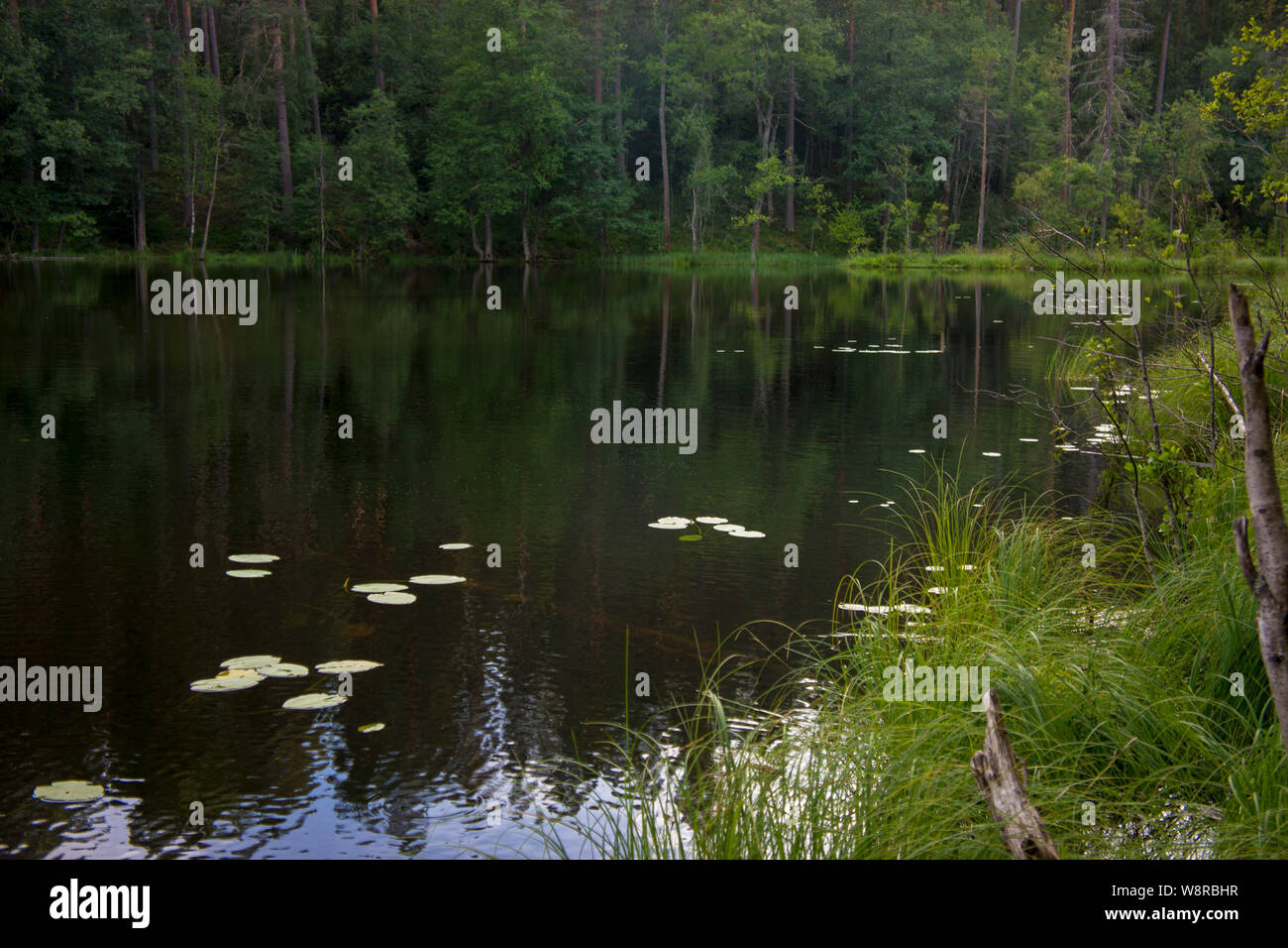 Petit cours d'eau parmi les pins. La Carélie, Russie Banque D'Images