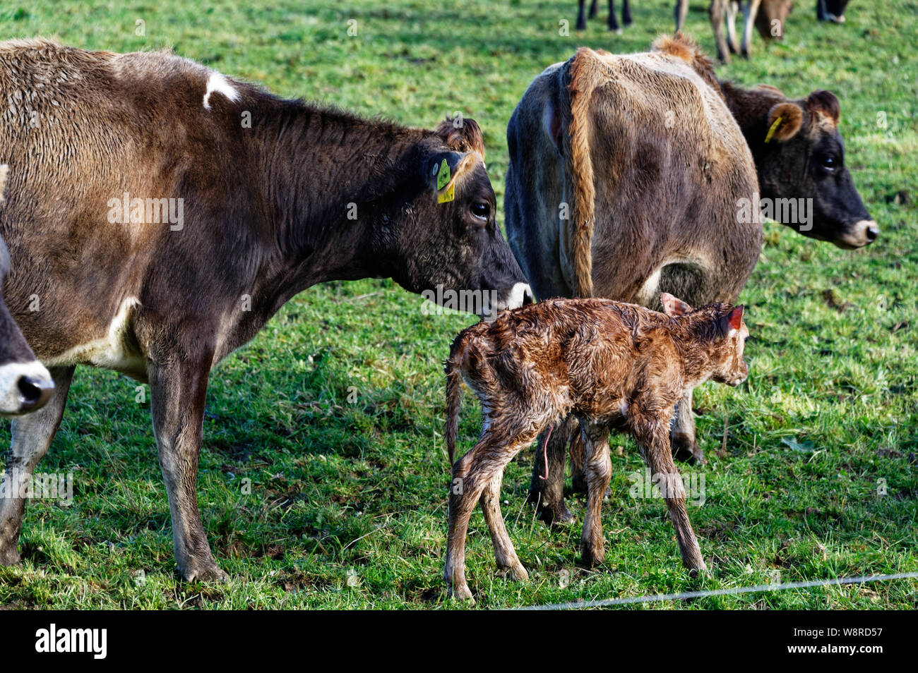 Un bébé wobbly veau, nouvelles du monde et de ses jambes est suivie par sa maman. Il a encore son cordon ombilical. Banque D'Images