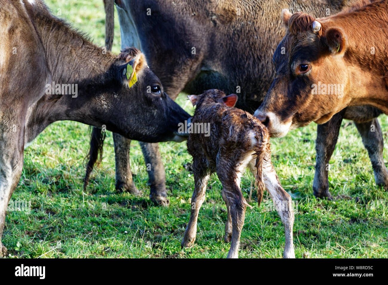 Une mère vache laitière avec son nouveau né, une autre vache veau regarde sur Banque D'Images
