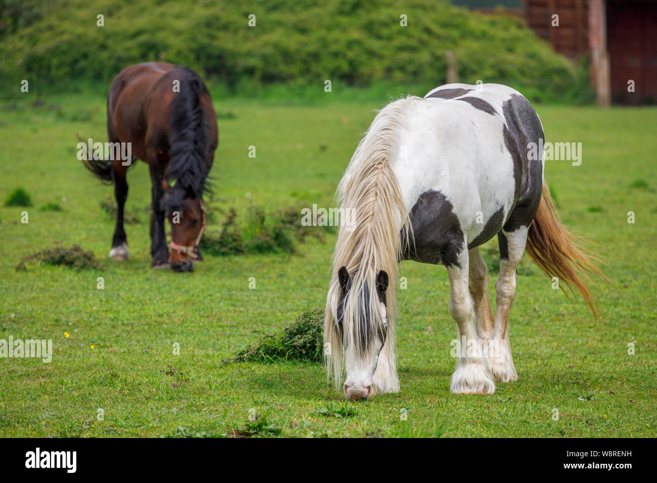 Un noir et blanc et un brun Clydesdale ou shire chevaux lourds dans un champ de pâturage dans les terres agricoles dans la vallée de test, Redbridge près de Southampton, Hampshire Banque D'Images