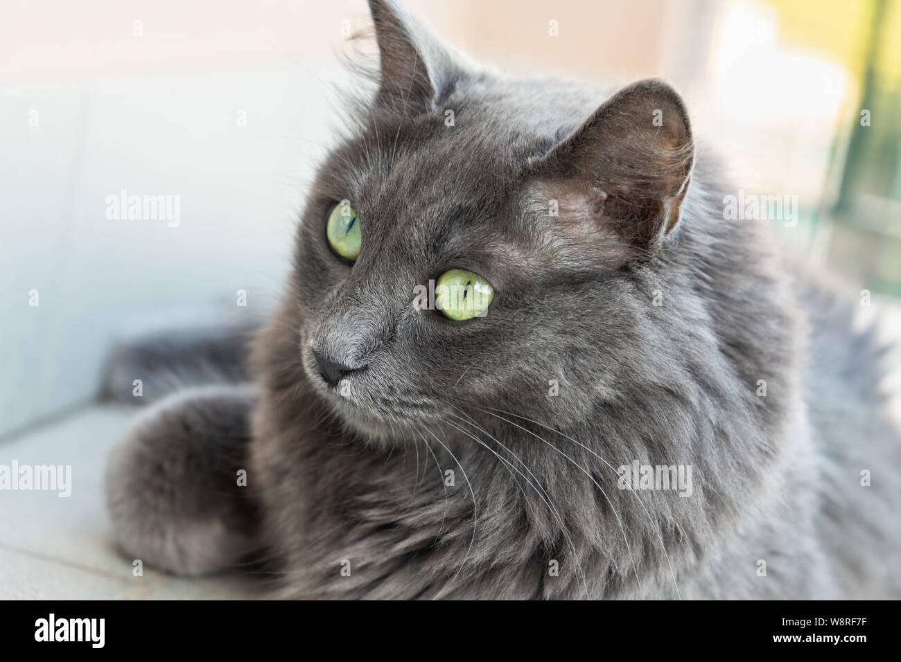 Nebelung femelle race de chat aux yeux verts Banque D'Images