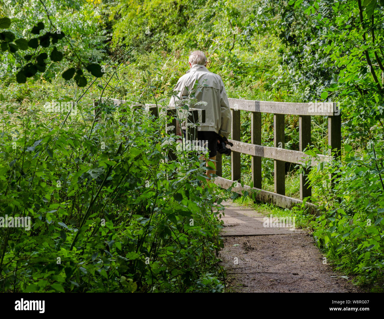 Un homme marche sur une passerelle en bois dans une forêt dans le sud campagne Staffordshire. Banque D'Images