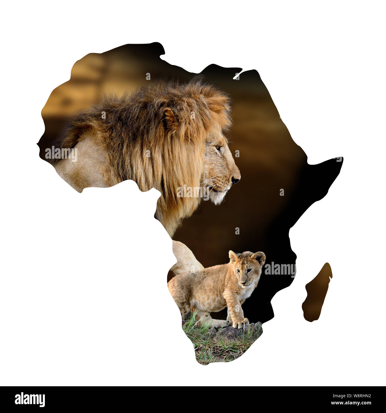 Lion cub et portrait en Afrique site isolé sur fond blanc Banque D'Images