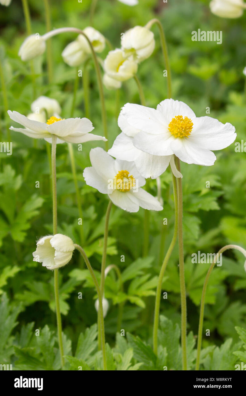 Anemone Sylvestris Ranunculaceae fleurs blanches avec un coeur jaune. De  belles fleurs avec de délicats pétales blancs. Fleurs de jardin comme  autdor renoncule Photo Stock - Alamy