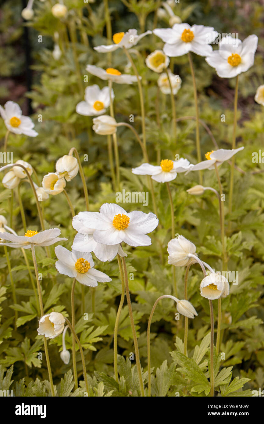 Anémone, renoncule Primrose sauvage offre de belles fleurs blanches avec un  centre jaune. Étamines Pistils pétales d'Ingrédients Naturels Photo Stock -  Alamy