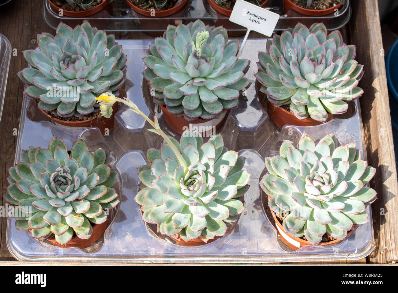 Echeveia Apus en pots pour la vente. Comptoir de magasin de fleurs plantes d'intérieur. Succulentes non intrusive Banque D'Images