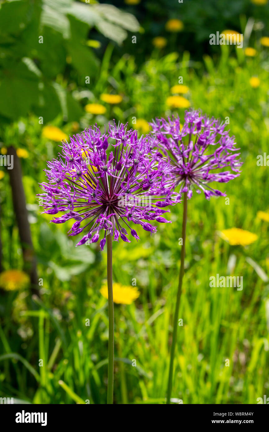 Oignon sauvage fleurit en lilas mauve fleurs violettes, oignons en fleurs  sur fond d'herbe verte. Pendant la floraison des plantes comestibles Photo  Stock - Alamy