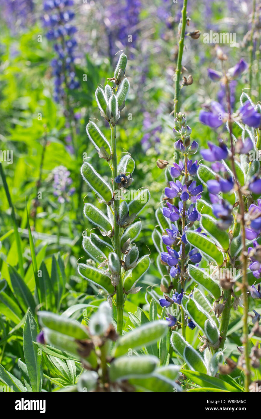 Les graines de lupin sur la tige sur le fond d'une prairie en fleurs avec la nature de lupin. Les gousses mûres avec des graines de lupin, photo verticale. P Transparent Banque D'Images