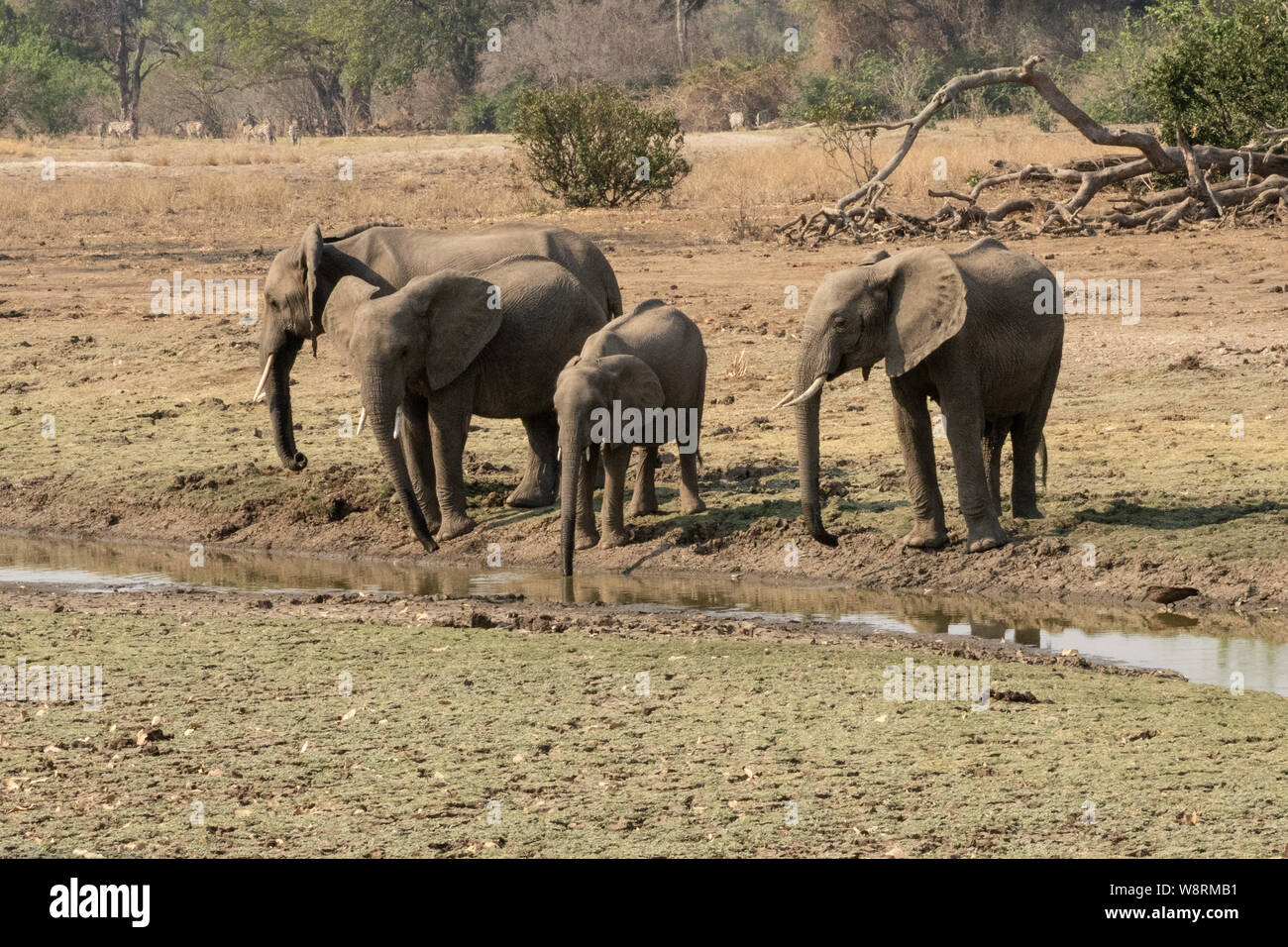 Un troupeau d'Éléphants brousse africaine. Photographié au lac Kariba, Zimbabwe Banque D'Images