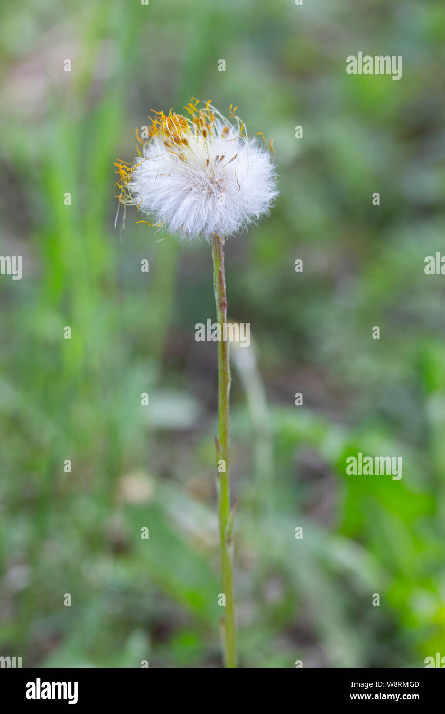 La fleur de tussilage foalfoot fluffy avec le reste de jaune pétales sec est seul sur l'herbe au début du printemps. Première fleur du printemps Banque D'Images