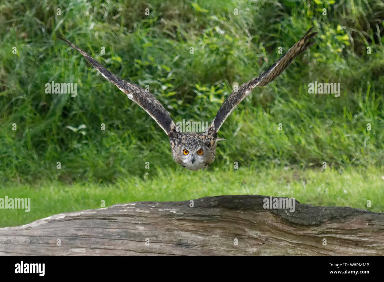 Eagle Owl en vol Banque D'Images