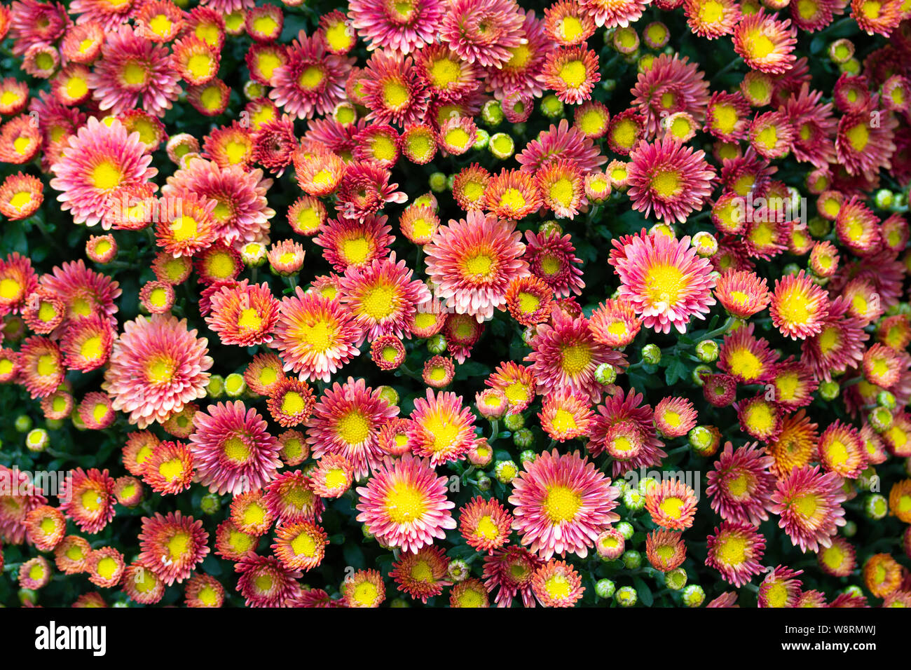 Papier peint fleurs rouge-jaune, chrysanthemum daisy aster. Fleurs  multicolores, une petite tête de fleurs vivaces. Vue de dessus, les  inflorescences close-up Photo Stock - Alamy