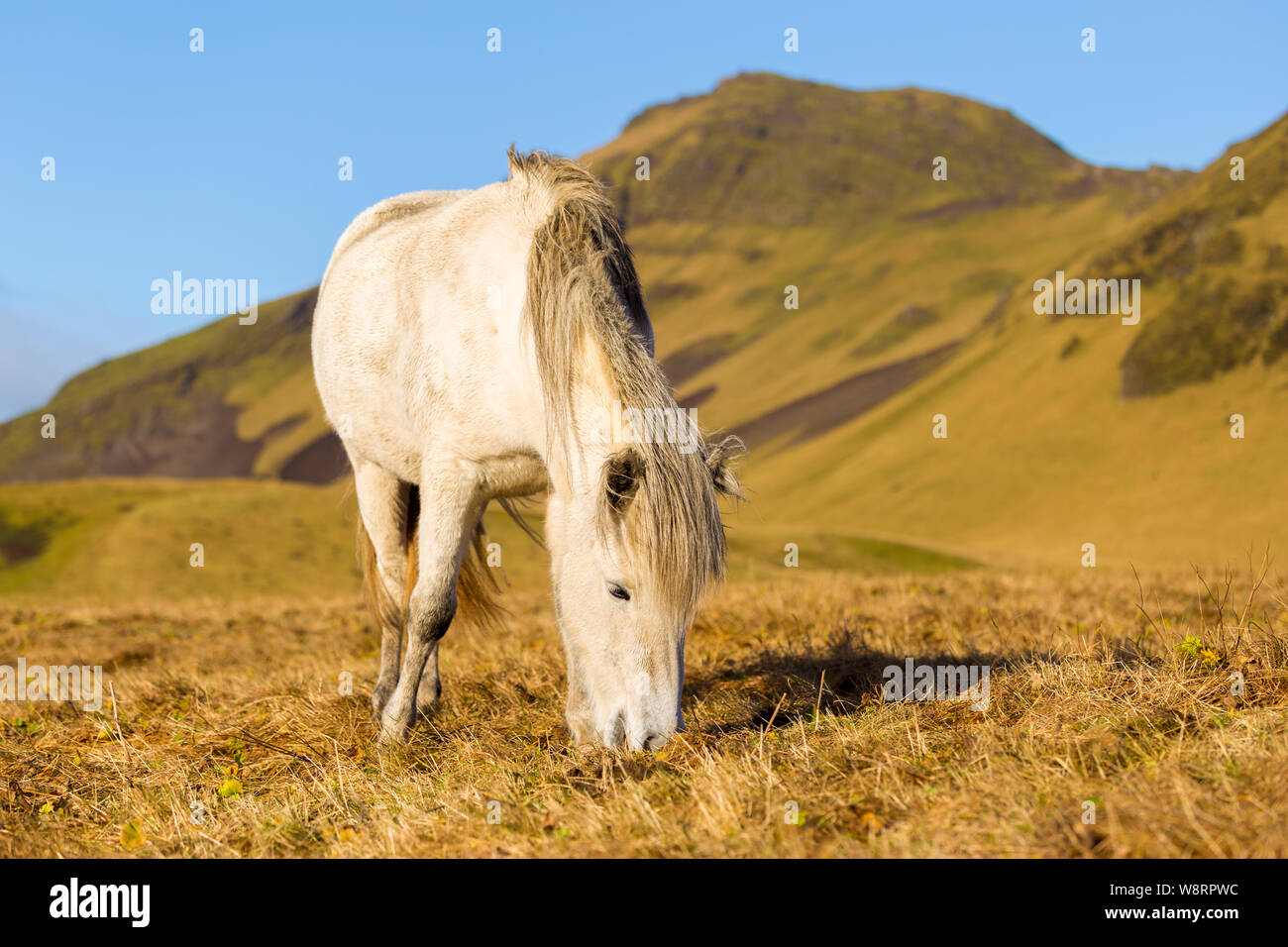 Cheval sauvage blanc Islandais près de Vik Banque D'Images