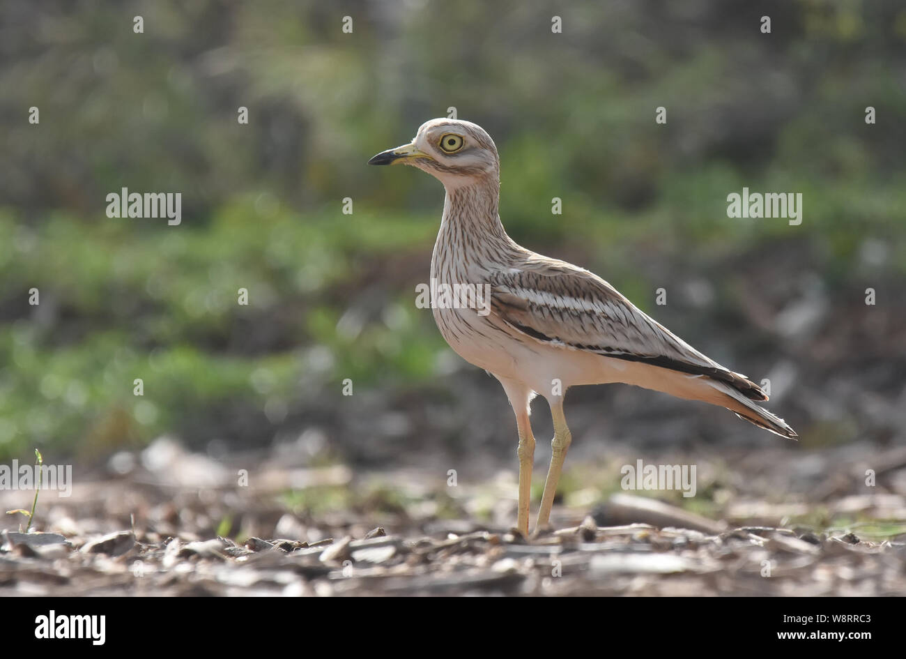 Mélange eurasien de caillé et de pierre dans son habitat Banque D'Images