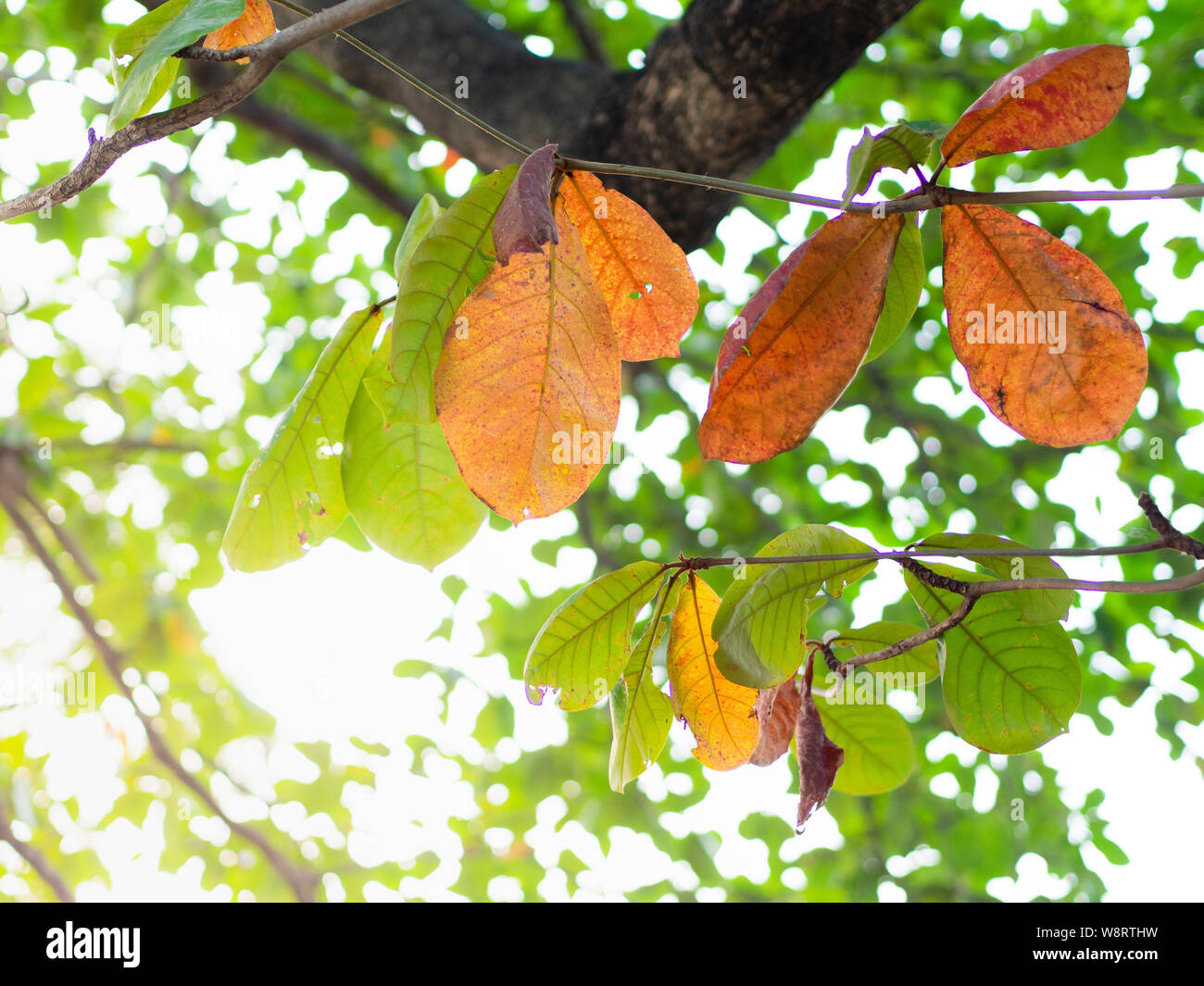 Feuilles vert amande du Bengale et Brown, Indienne, amande amande de mer, de Singapour, d'Amande Amande tropicale, arbre, Olive-Bark Umbrella Tree. Banque D'Images