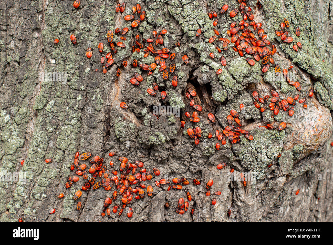 Firebug Bug soldat, une grande colonie de Pyrrhocoris apterus les coléoptères adultes et enfants sur un tilleul tronc. Belle beetle avec un brillant patt Banque D'Images