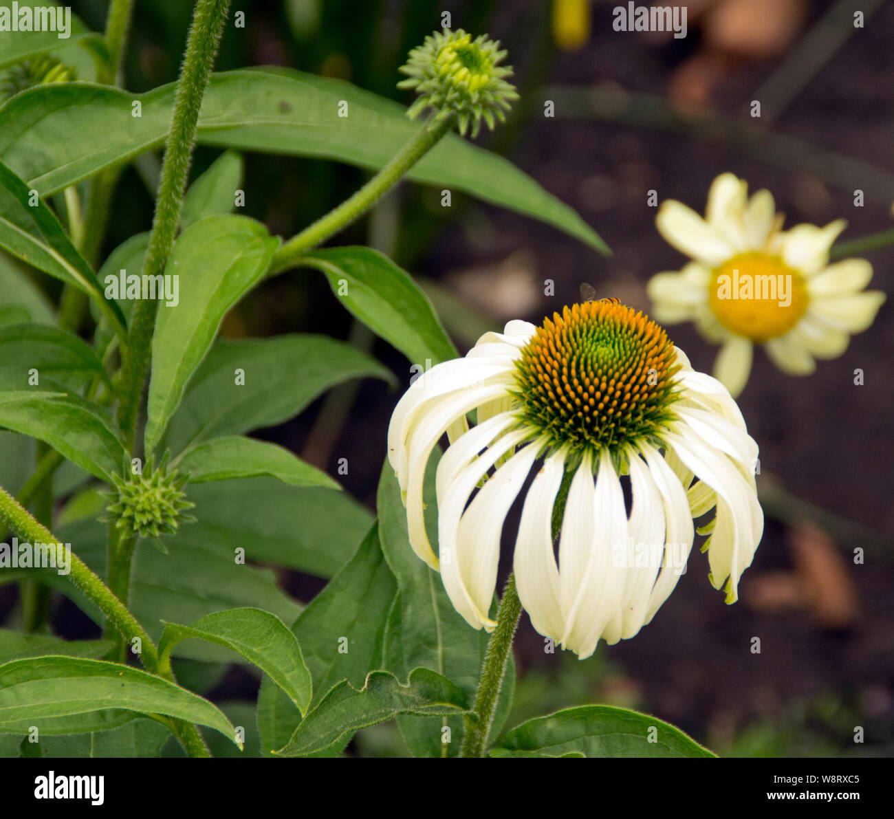 Echinacea purpurea 'Virgin' Banque D'Images