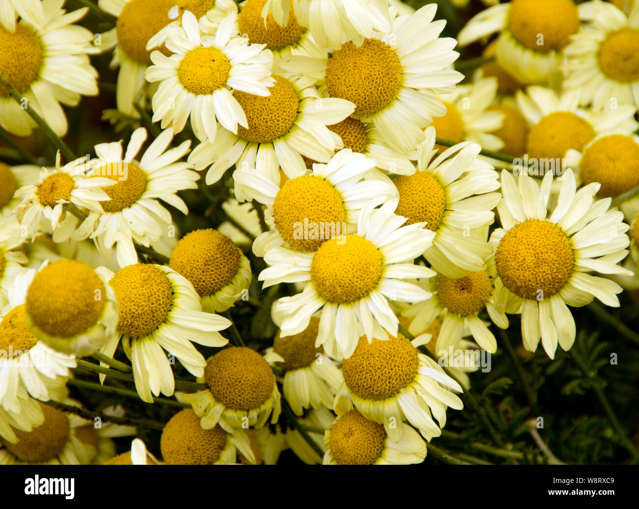 Anthemis tinctoria 'E.C. Buxton' Banque D'Images