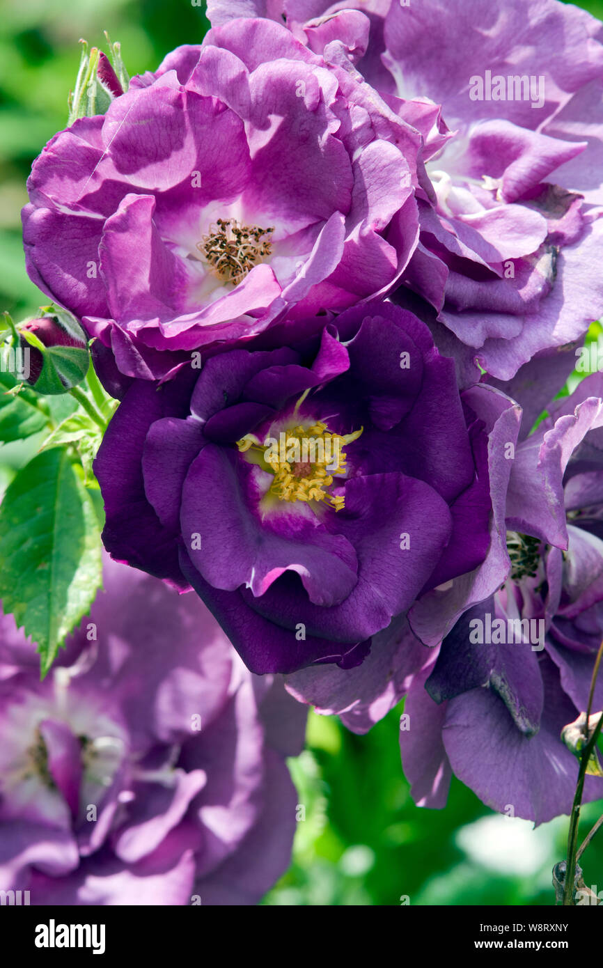 Rosa Rhapsody Rosa rhapsody in blue Banque de photographies et d’images à haute ...