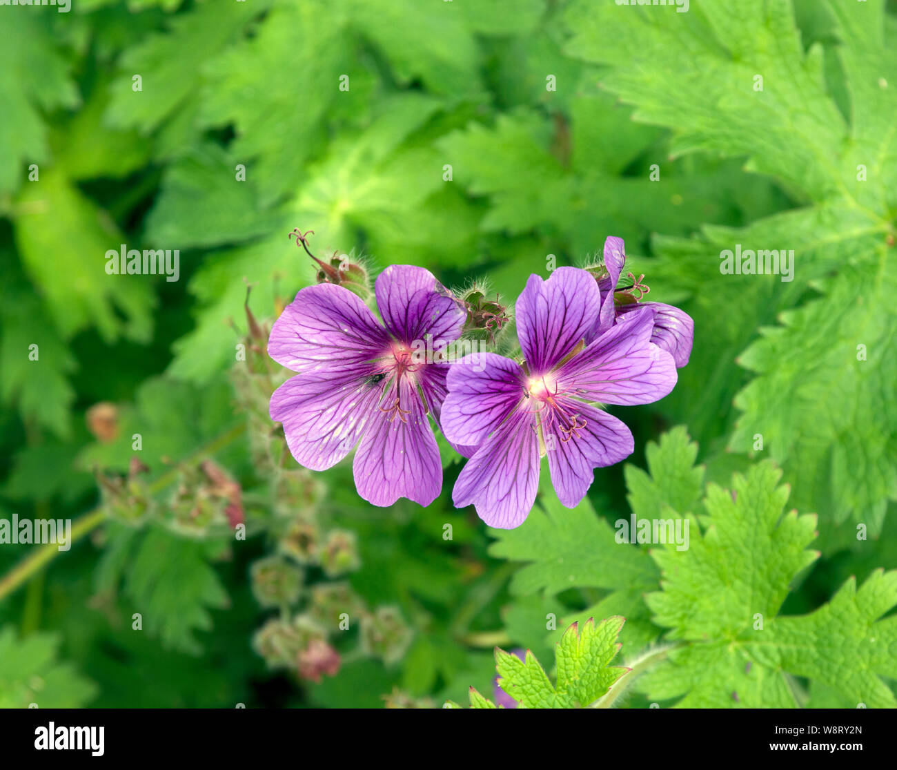 Geranium x magnificum Banque D'Images
