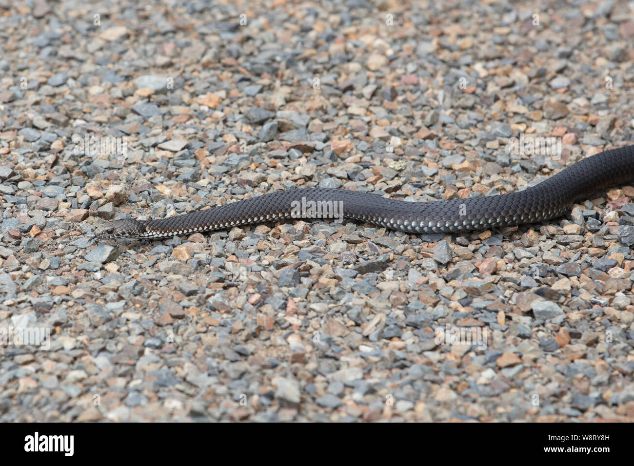 Serpent Copperhead alpin Banque D'Images Serpent Copperhead alpin Banque D'Images