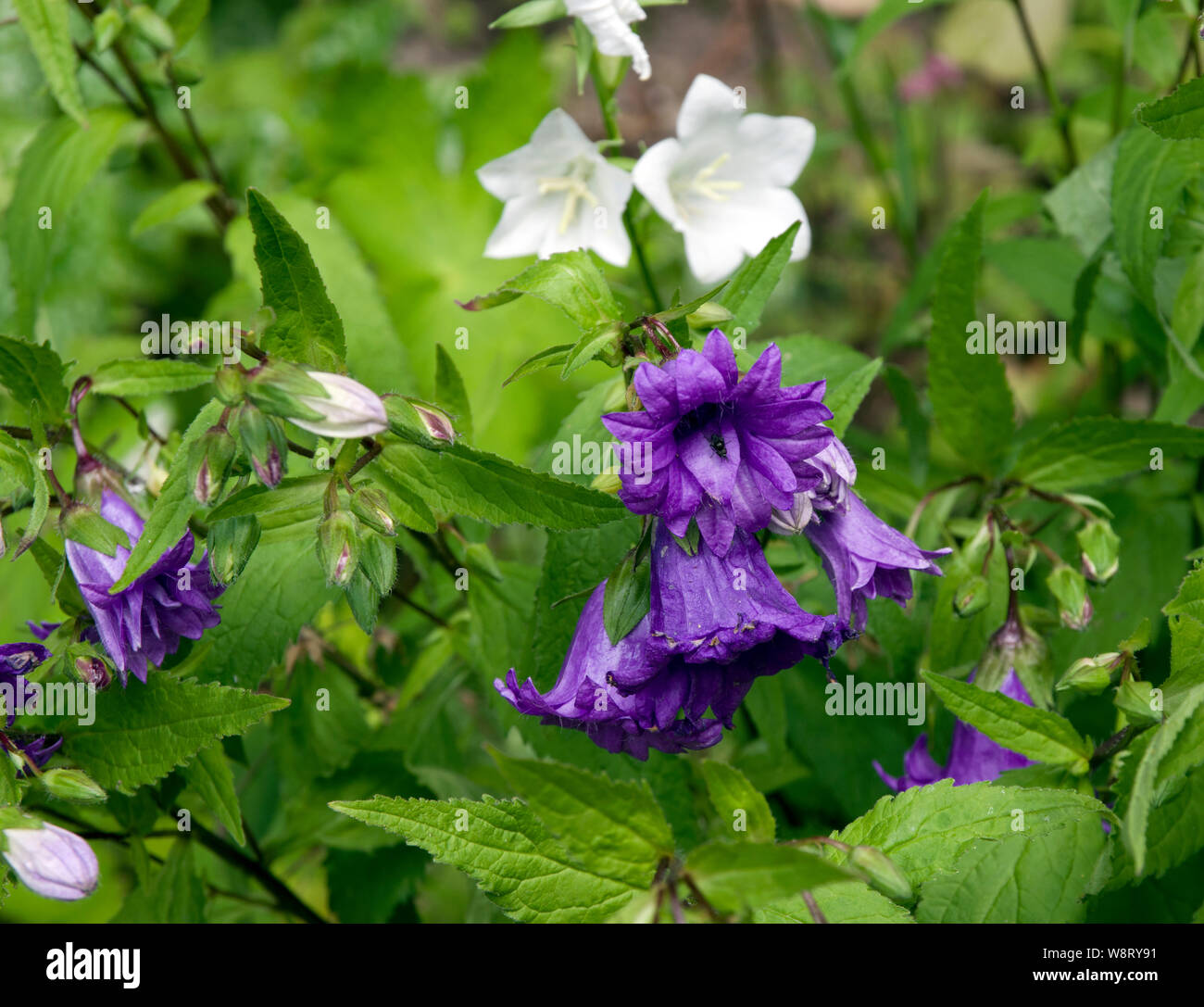 Campanula trachelium 'Bernice' Banque D'Images