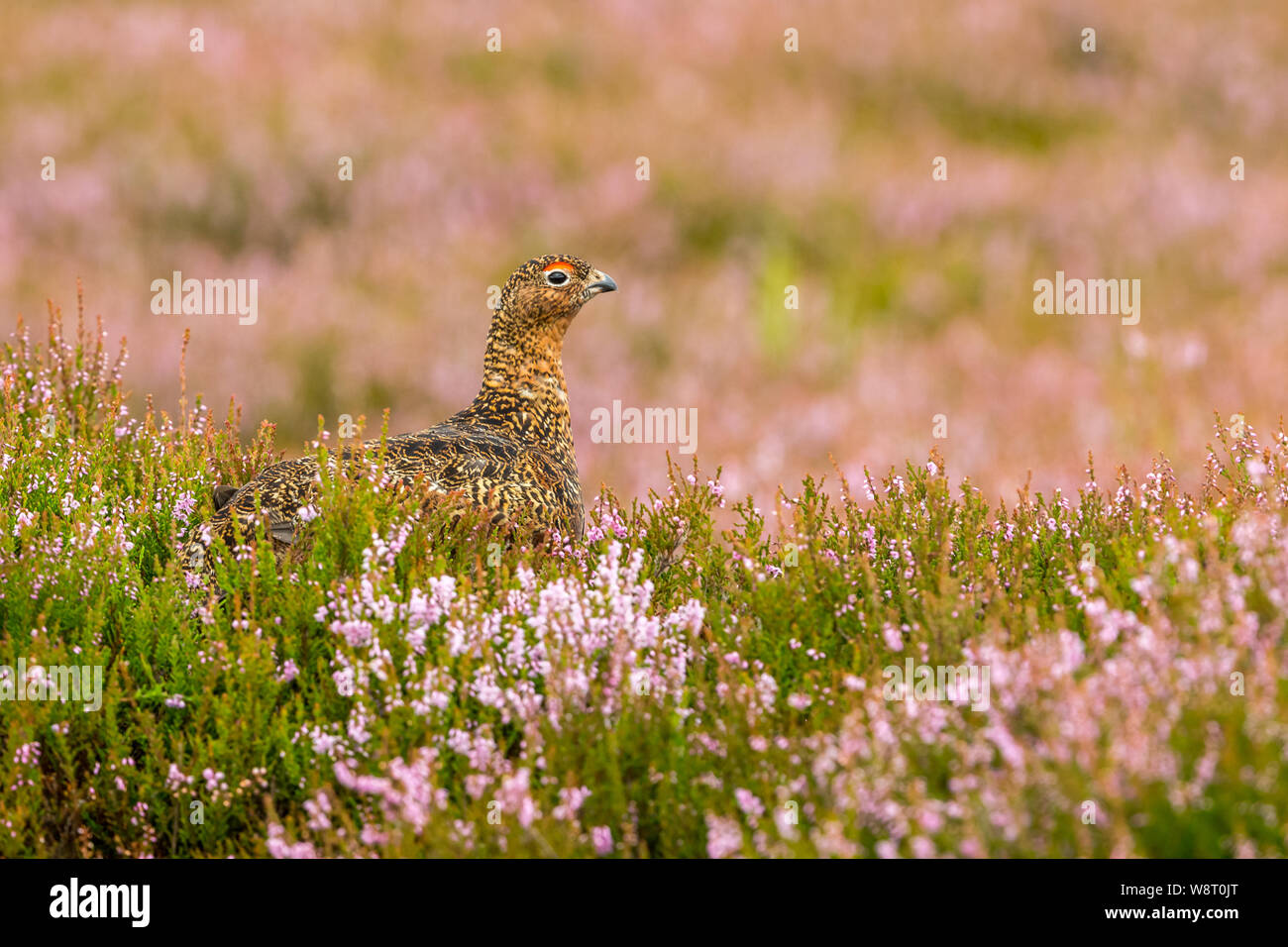 Lagopède des saules (Lagopus lagopus Nom scientifique :) jeune mâle lagopède des saules, se tenait dans l'habitat naturel des landes en août, avec herbes et purple Heather Banque D'Images