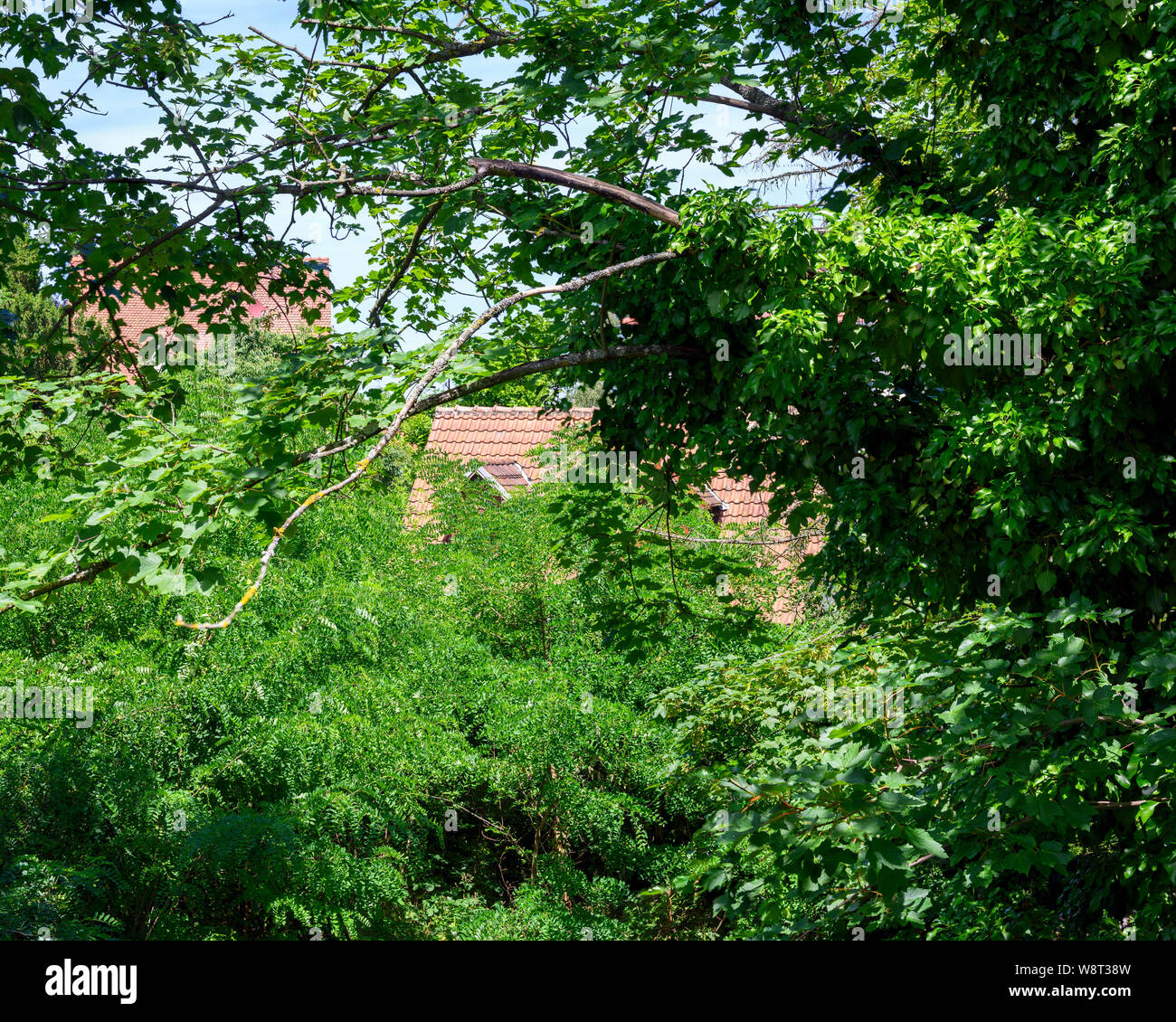 Green jardin sauvage, le toit de la maison, Strasbourg, Alsace, France, Europe, Banque D'Images