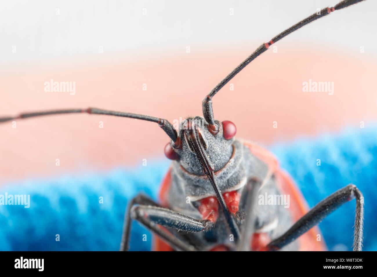 Photo macro d'un bug boxelder boisea trivittata nuisibles à la personne avec les yeux rouges, corps noir, et la ligne orange Banque D'Images