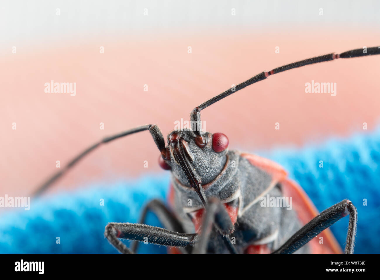 Photo macro d'un bug boxelder boisea trivittata nuisibles à la personne avec les yeux rouges, corps noir, et la ligne orange Banque D'Images
