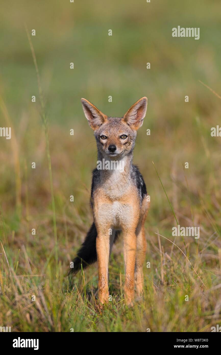 Le Chacal à dos noir (Canis mesomelas), Masai Mara National Reserve, Kenya Banque D'Images