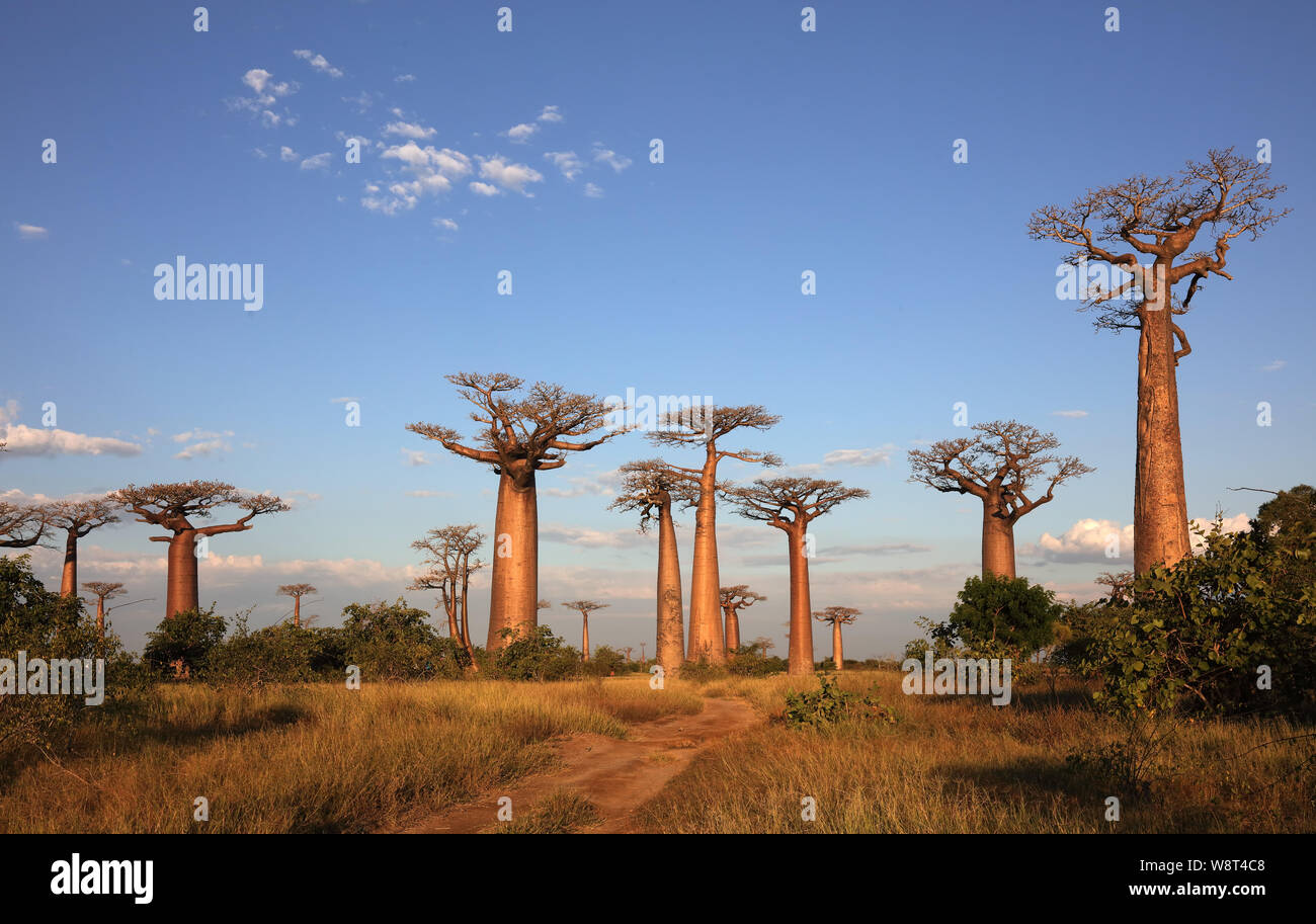 Avenue des Baobabs près de Morondava, Madagascar Banque D'Images