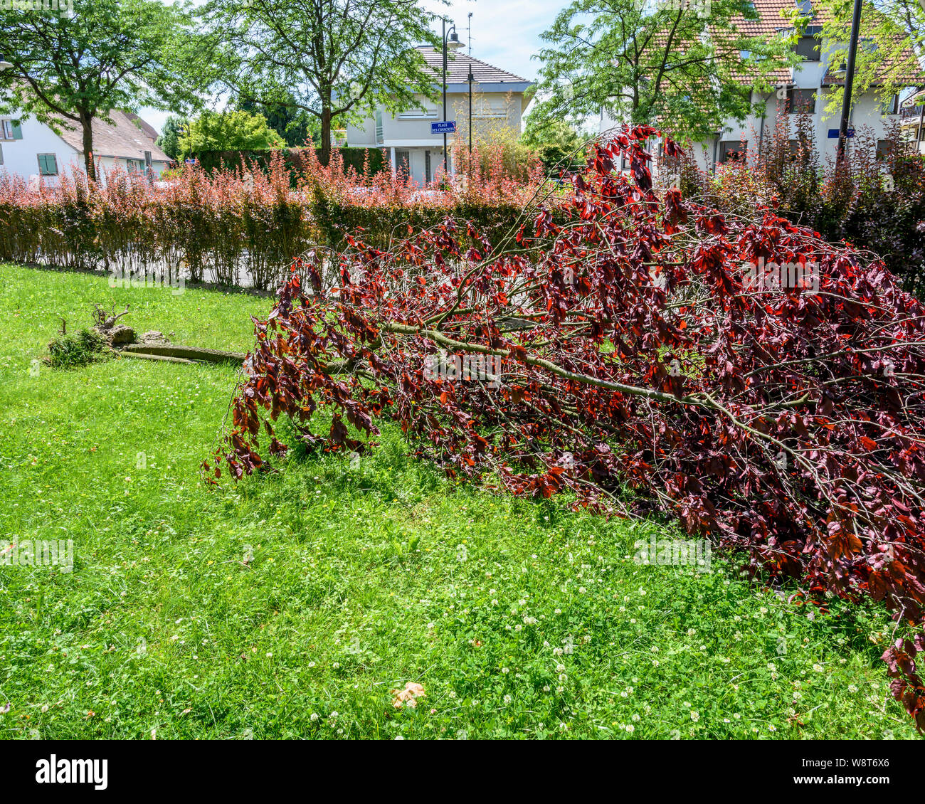 Sargent cerisier déraciné après la tempête, juin 2019, Alsace, France, Europe, Banque D'Images