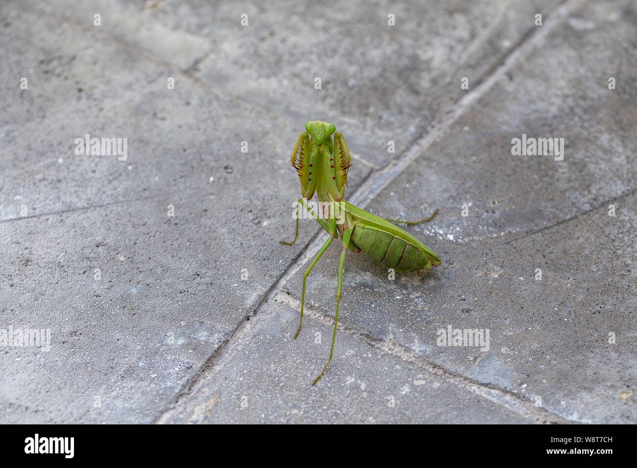 La mante religieuse, le Mantis religiosa , libre. Island Bali, Indonésie Banque D'Images