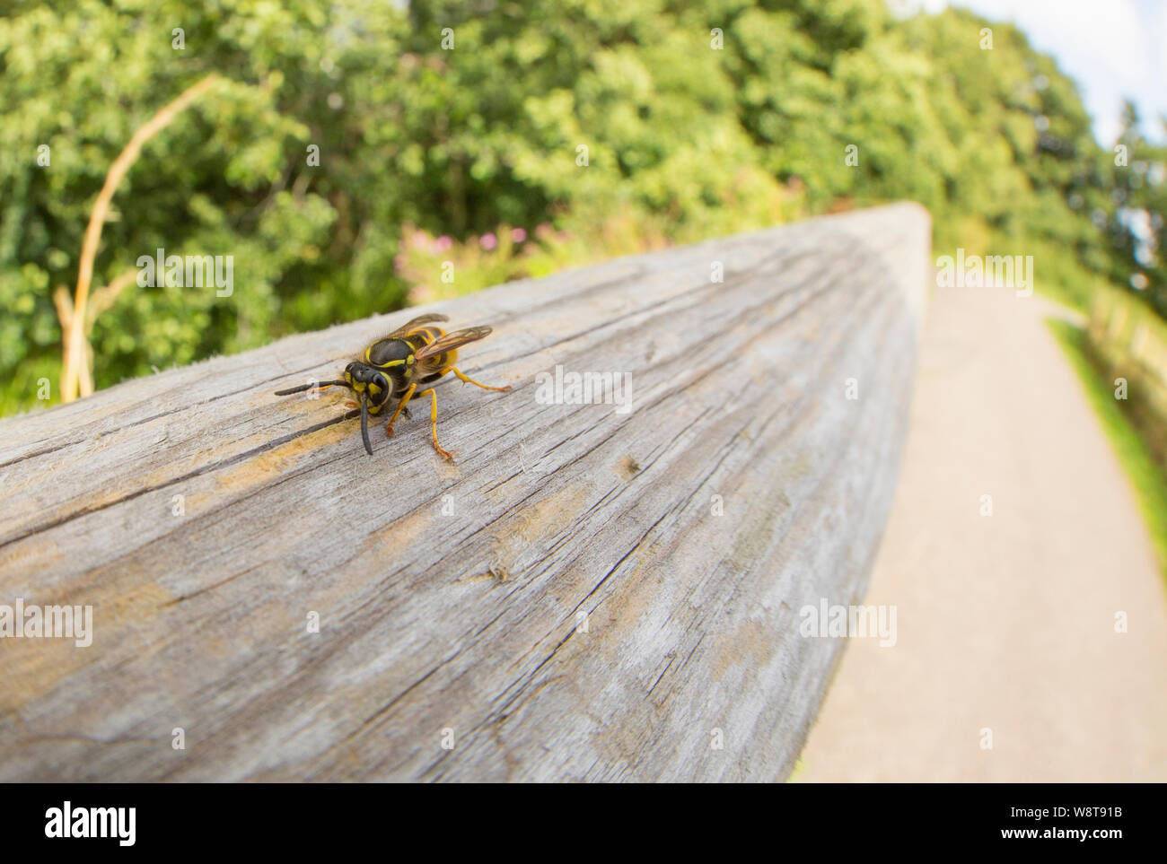 Une guêpe en août la collecte du bois pour faire son nid en mâchant une clôture en bois de fer à côté d'un sentier. Nord du Dorset England UK GB. Banque D'Images