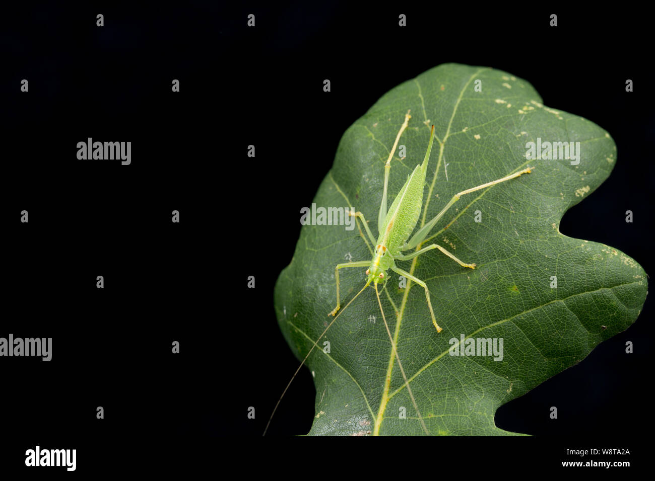 Un chêne femelle Bush-cricket, Meconema thalassinum, sur une feuille de chêne photographié sur un fond noir. Nord du Dorset England UK GO Banque D'Images