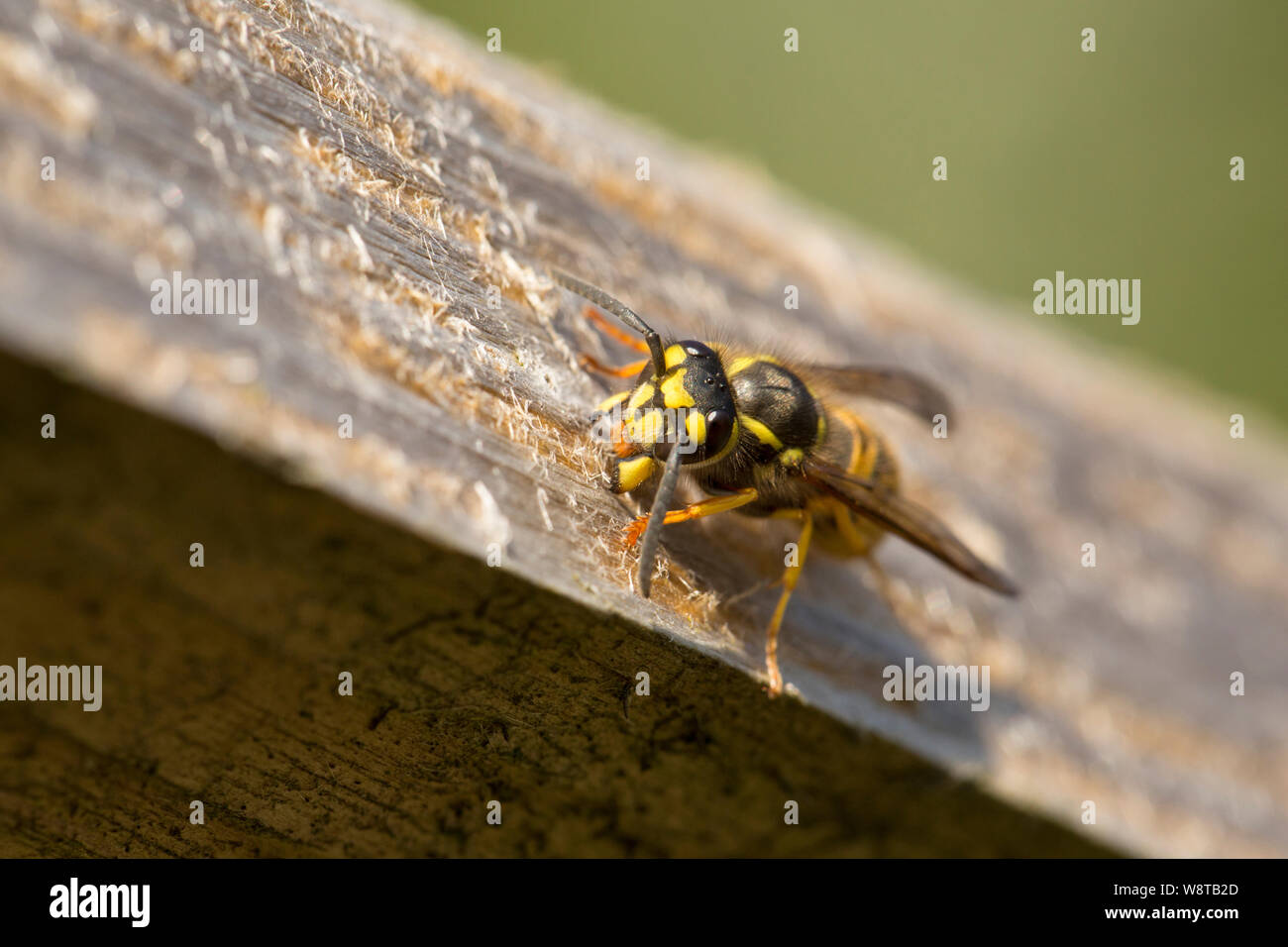 Une guêpe la collecte du bois à ajouter à son nid d'une clôture de fer à côté d'un sentier public. Gillingham North Dorset England UK GO Banque D'Images