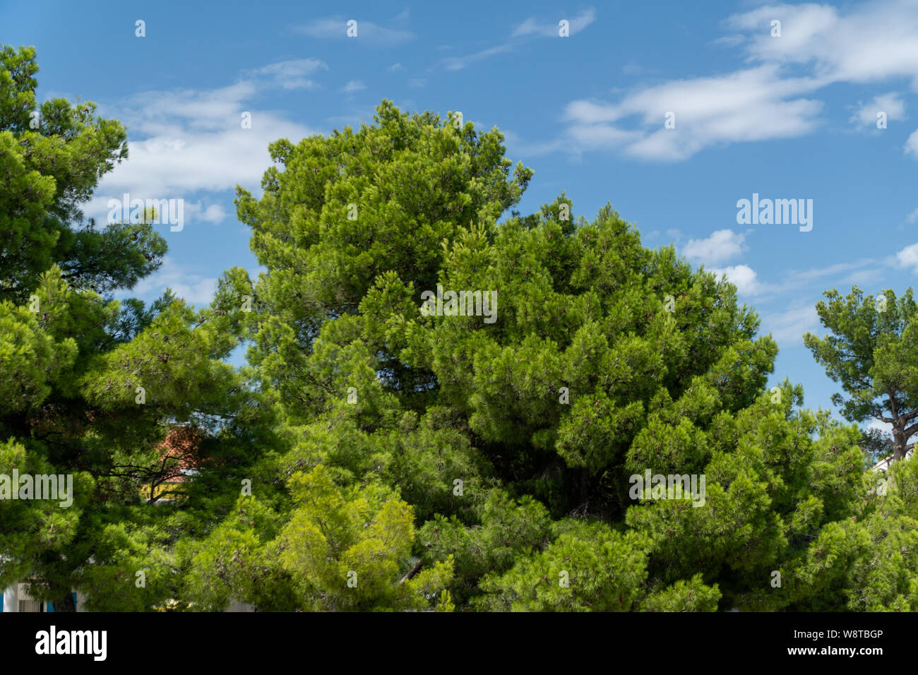 L'arbre vert tropical sur une journée ensoleillée avec ciel dans le dos Banque D'Images