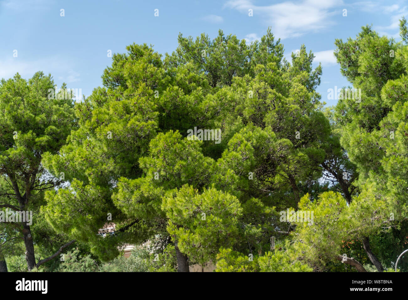 L'arbre vert tropical sur une journée ensoleillée avec ciel dans le dos Banque D'Images